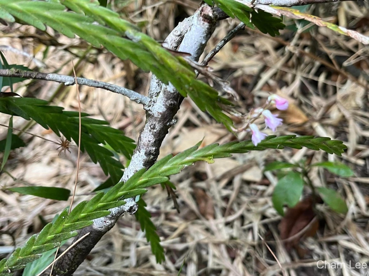 Podochilus falcatus Lindl.